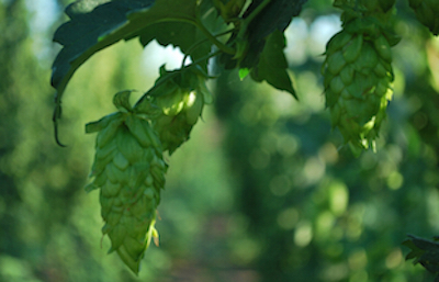 Hops
