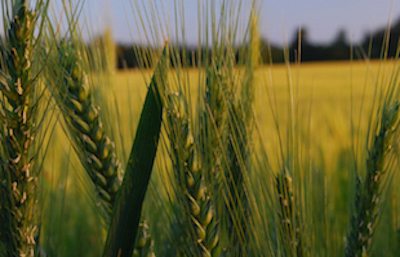 Wheat and Corn