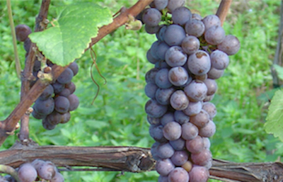 Grapes